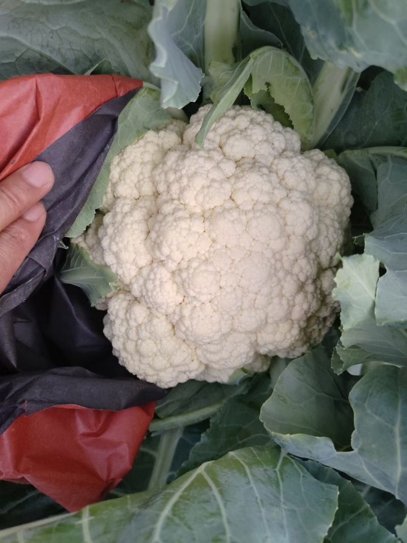 昌黎产地精品有机花菜大量上市
