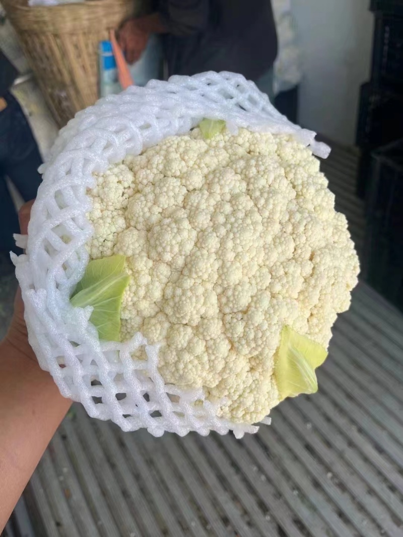 昌黎产地精品有机花菜大量上市