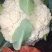 昌黎产地精品有机花菜大量上市