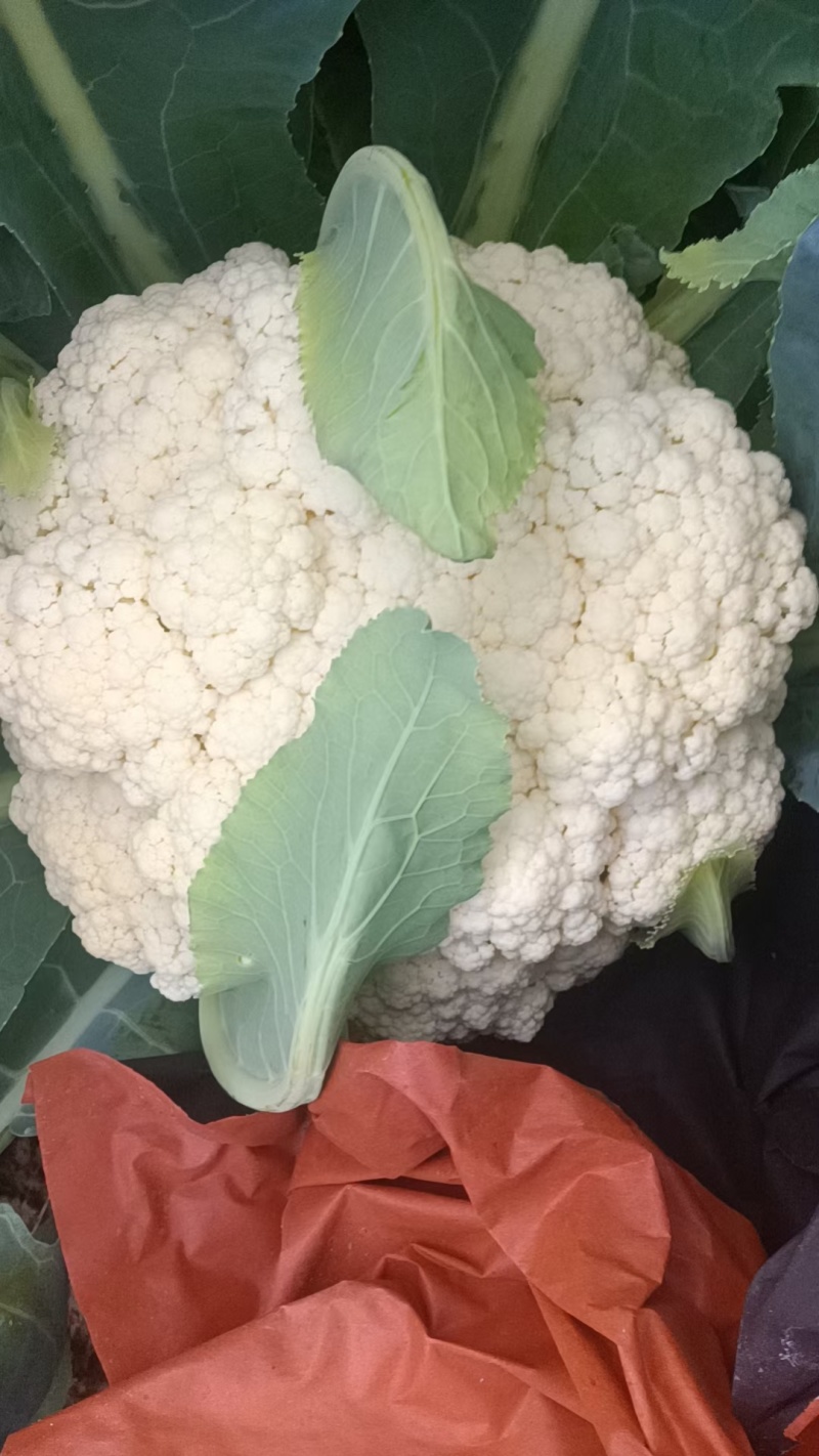 昌黎产地精品有机花菜大量上市