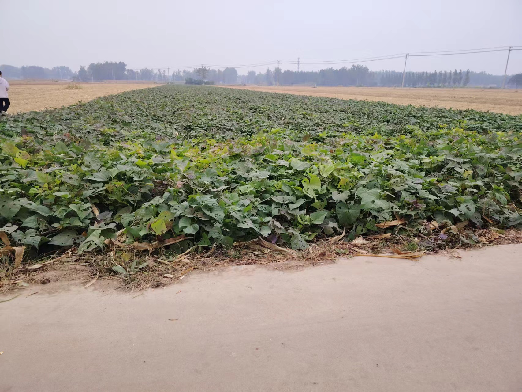 商薯19种植田实景图