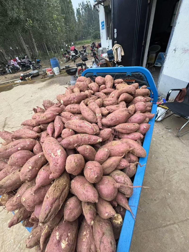 山东红薯基地品种齐全