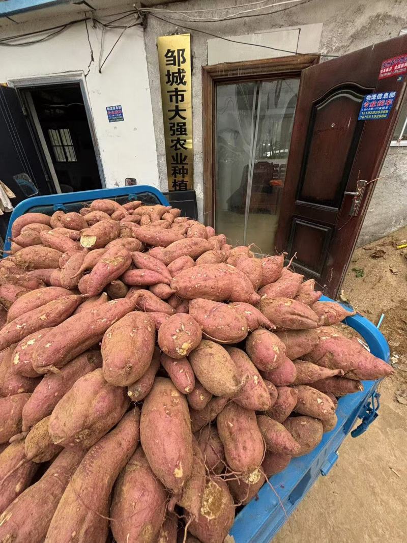 山东红薯基地品种齐全