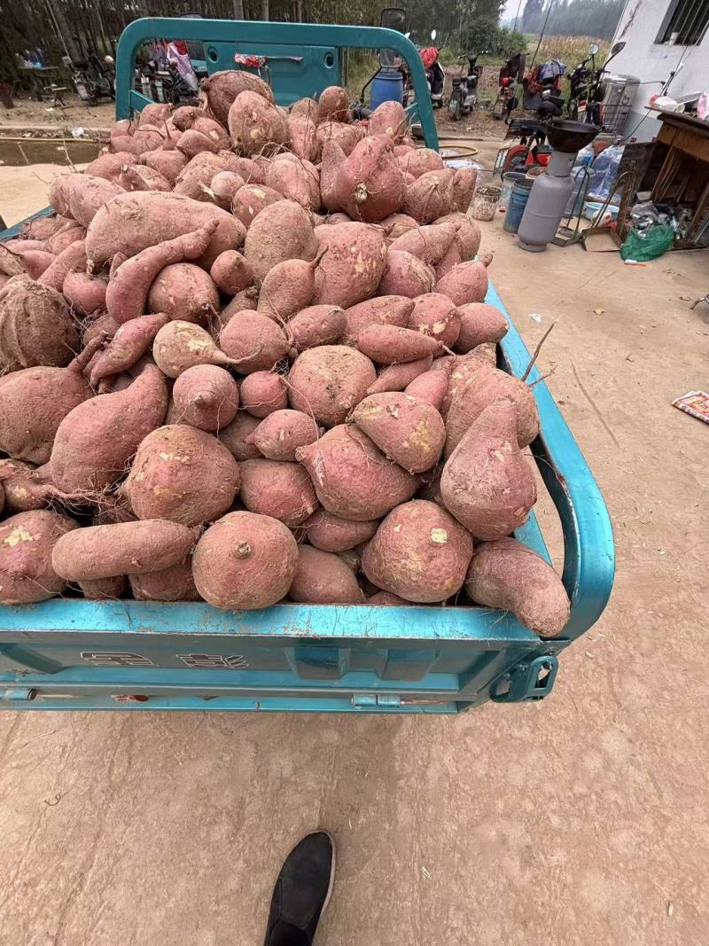 山东红薯基地品种齐全