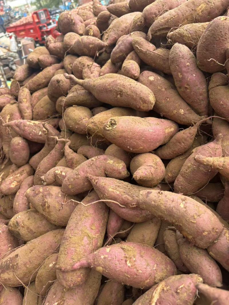 山东红薯基地品种齐全