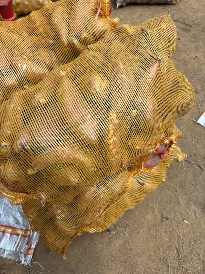 山东红薯基地品种齐全