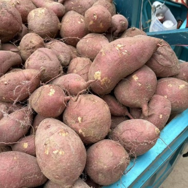 山东红薯基地品种齐全