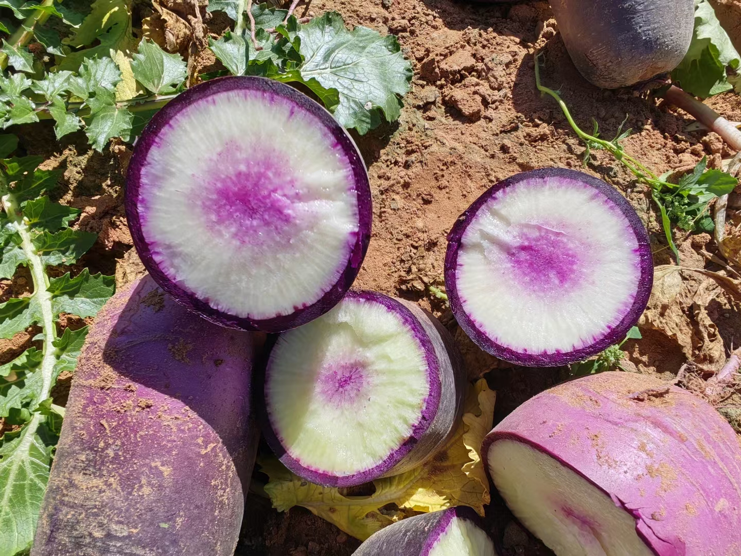 紫霞水果萝卜切面特写