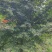 日本红枫各种规格都有现挖现发成活率高欢迎来电详谈
