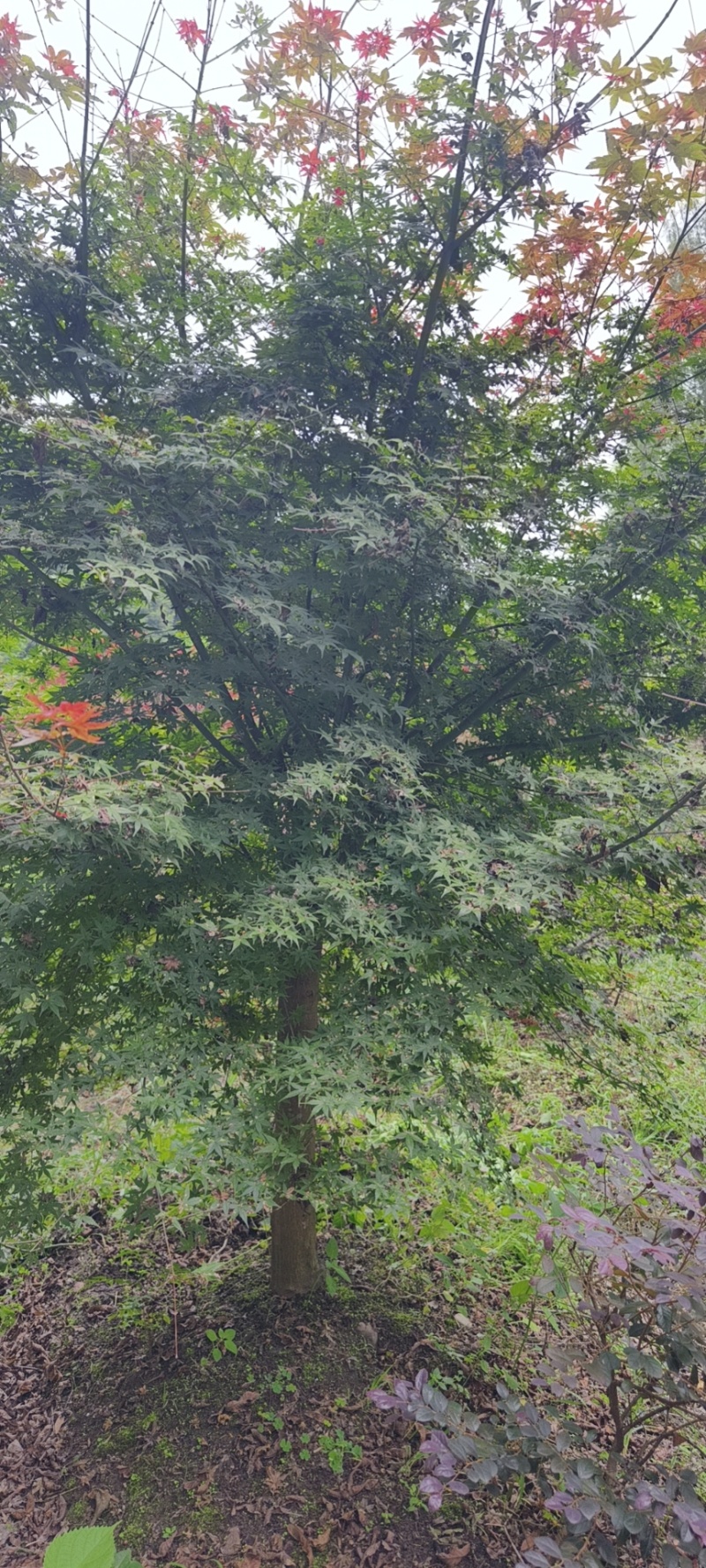 日本红枫各种规格都有现挖现发成活率高欢迎来电详谈