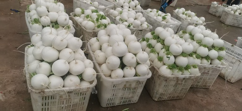 一线城市精品超市生鲜区,玻璃冷柜内陈列带缨新鲜水果萝卜:紫红心里美、白玉春雪、迷你樱桃萝卜分格摆放,水珠晶莹,缨叶翠绿挺拔;价签清晰标注‘当季水果萝卜·产地直供’及每500g售价,旁边有消费者正挑选,背景可见‘绿色通道直达’品牌宣传立牌 水果萝卜超市货架特写