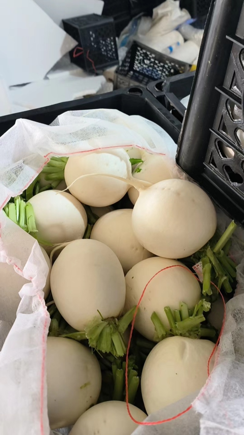 本地圆萝卜上市中，圆宝，秋王，白雪欢迎下单