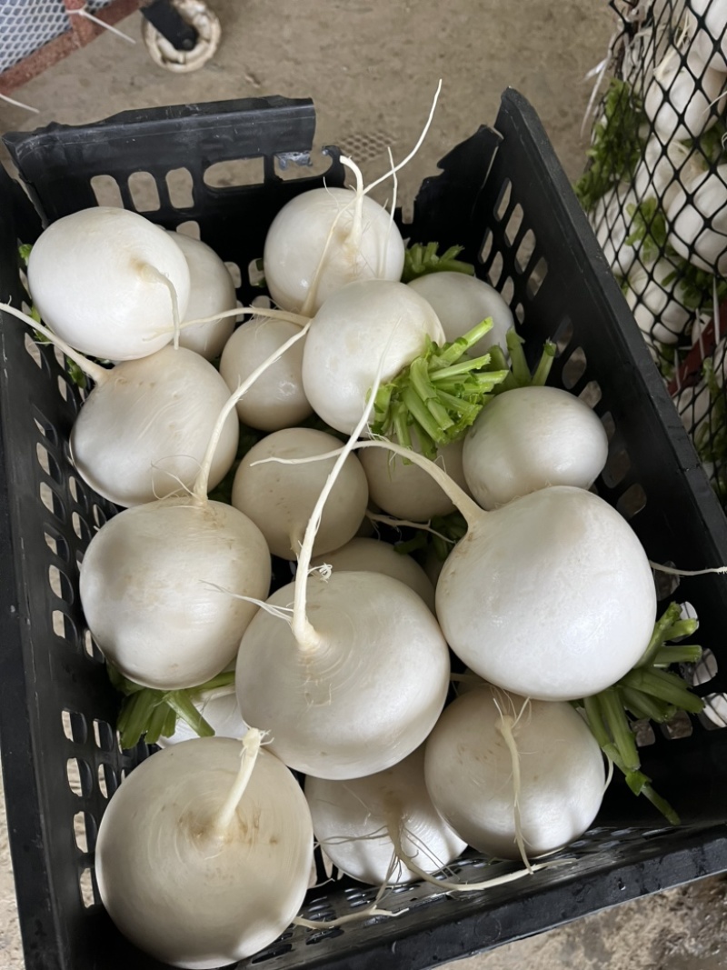 本地圆萝卜上市中，圆宝，秋王，白雪欢迎下单