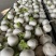本地圆萝卜上市中，圆宝，秋王，白雪欢迎下单
