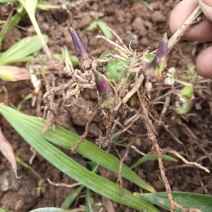 紫花中宽叶白芨