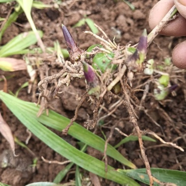 紫花中宽叶白芨