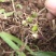 紫花中宽叶白芨