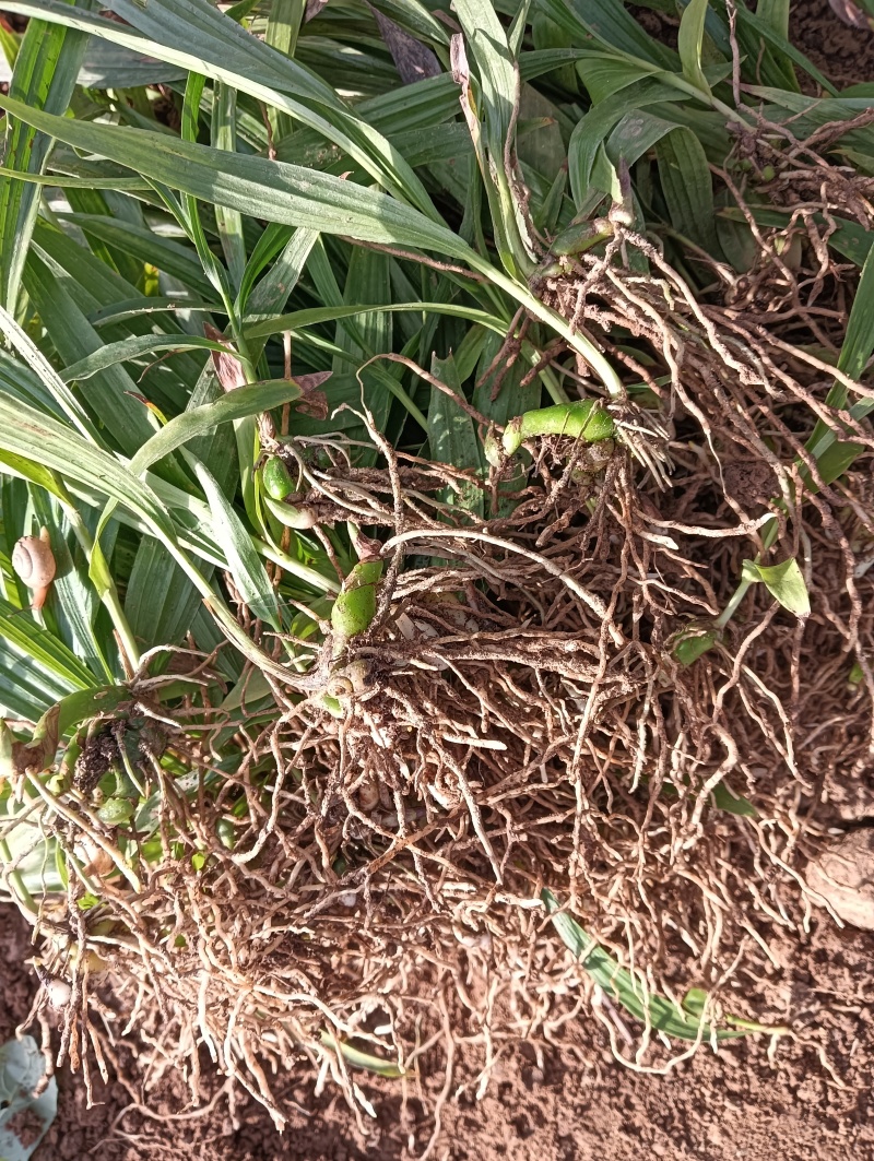 紫花中宽叶白芨