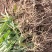 紫花中宽叶白芨
