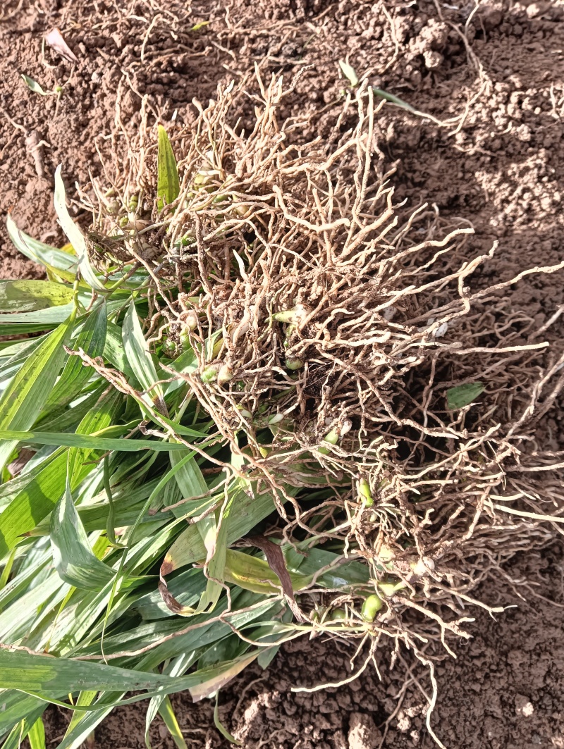 紫花中宽叶白芨