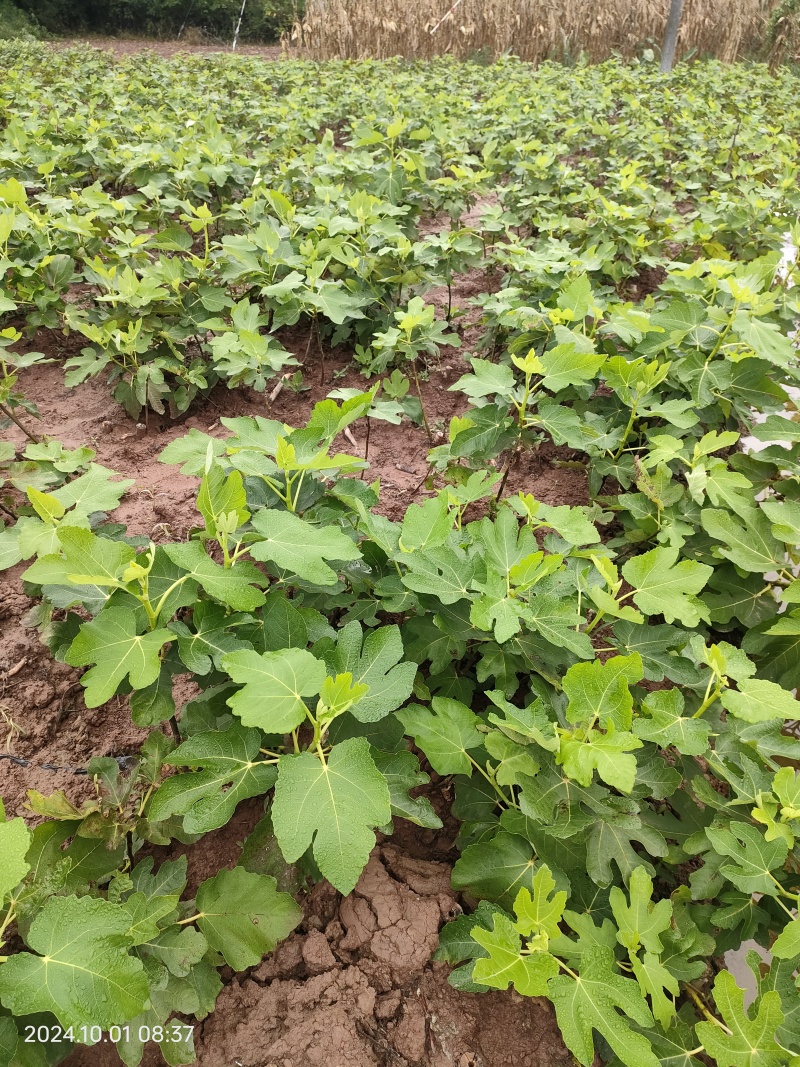 波姬红无花果苗，当年种植当年挂果。一叶一果。裸苗包邮