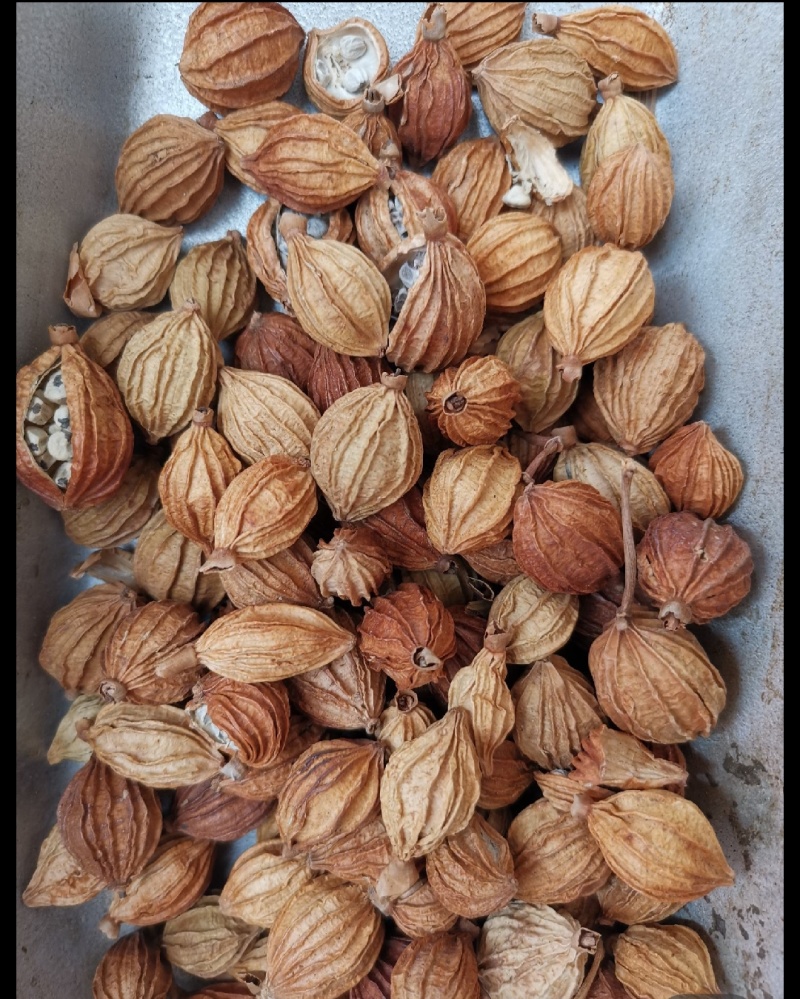 【品质优选】优质无硫净货香砂，香砂仁，可供实体店批发零售