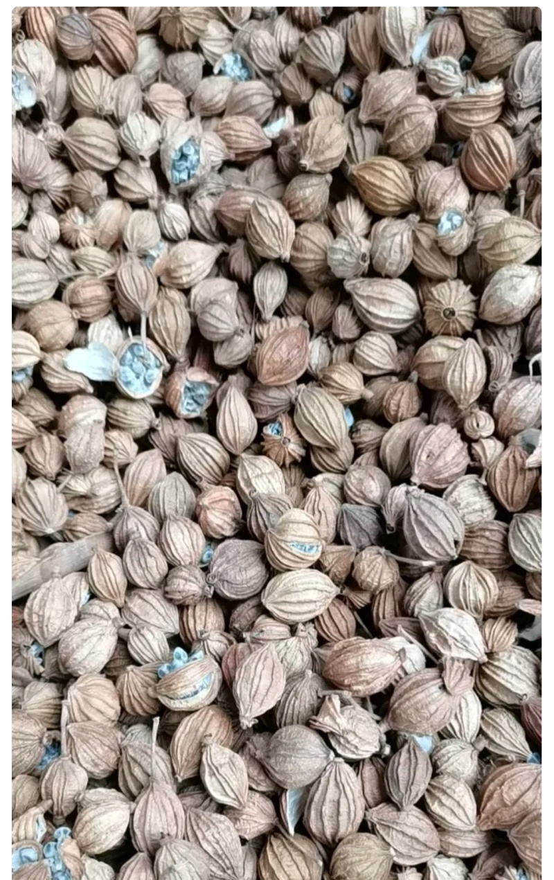 【品质优选】优质无硫净货香砂，香砂仁，可供实体店批发零售