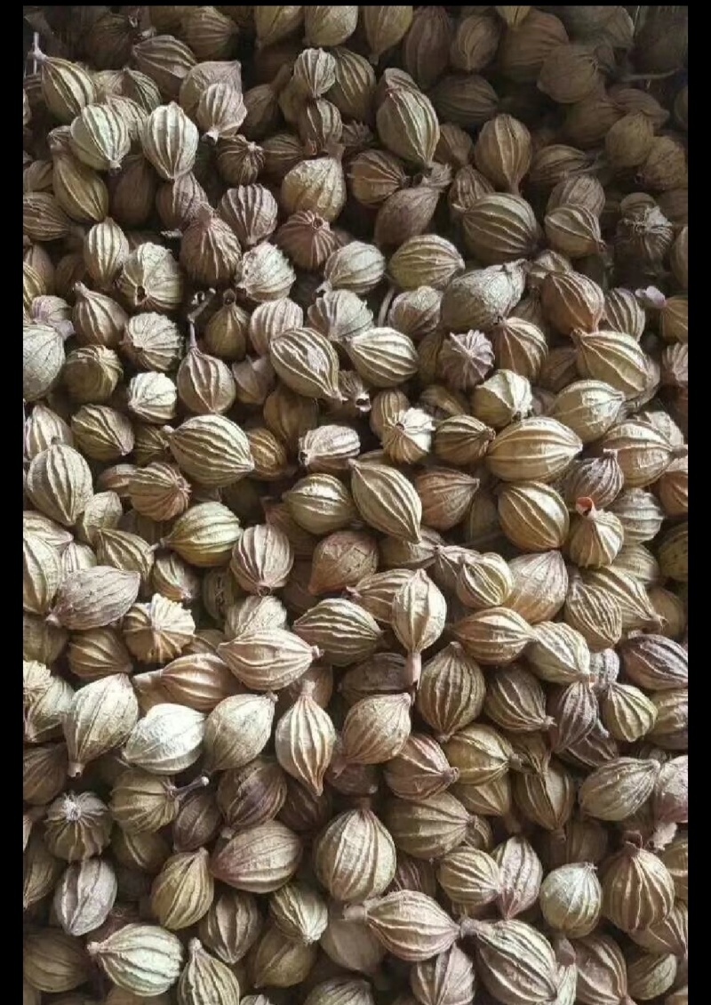 【品质优选】优质无硫净货香砂，香砂仁，可供实体店批发零售