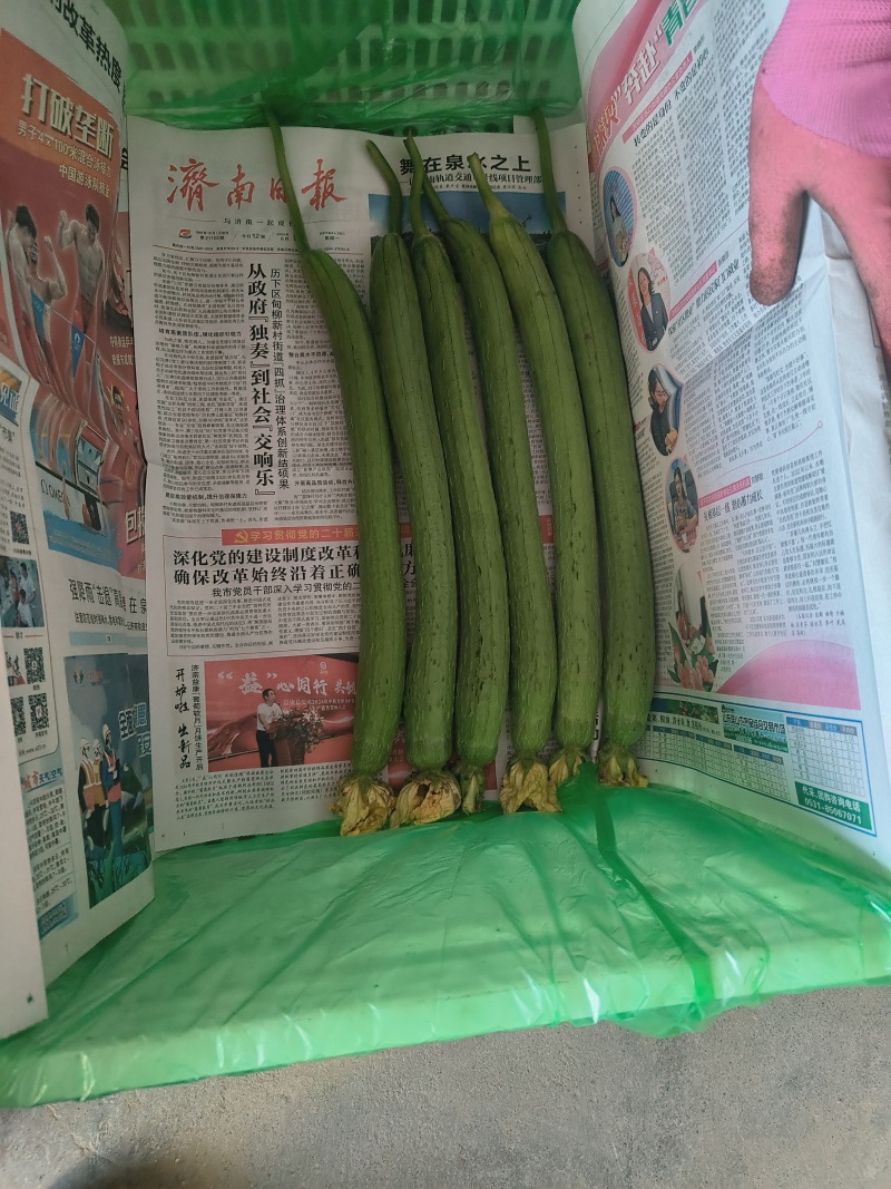 精品，鲜花丝瓜货源充足，欢迎老板关注