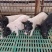精品巴马香猪藏香猪