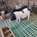精品巴马香猪藏香猪