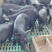 生态养殖藏香猪