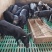 生态养殖藏香猪