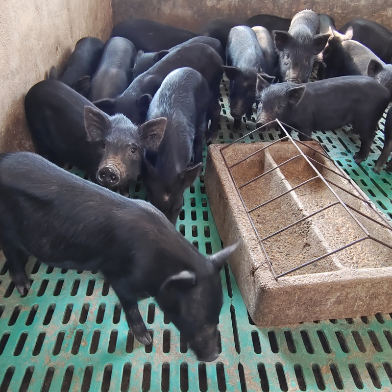 生态养殖藏香猪