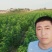 黄果大樱桃，辉煌大樱桃苗个大硬质果脆甜