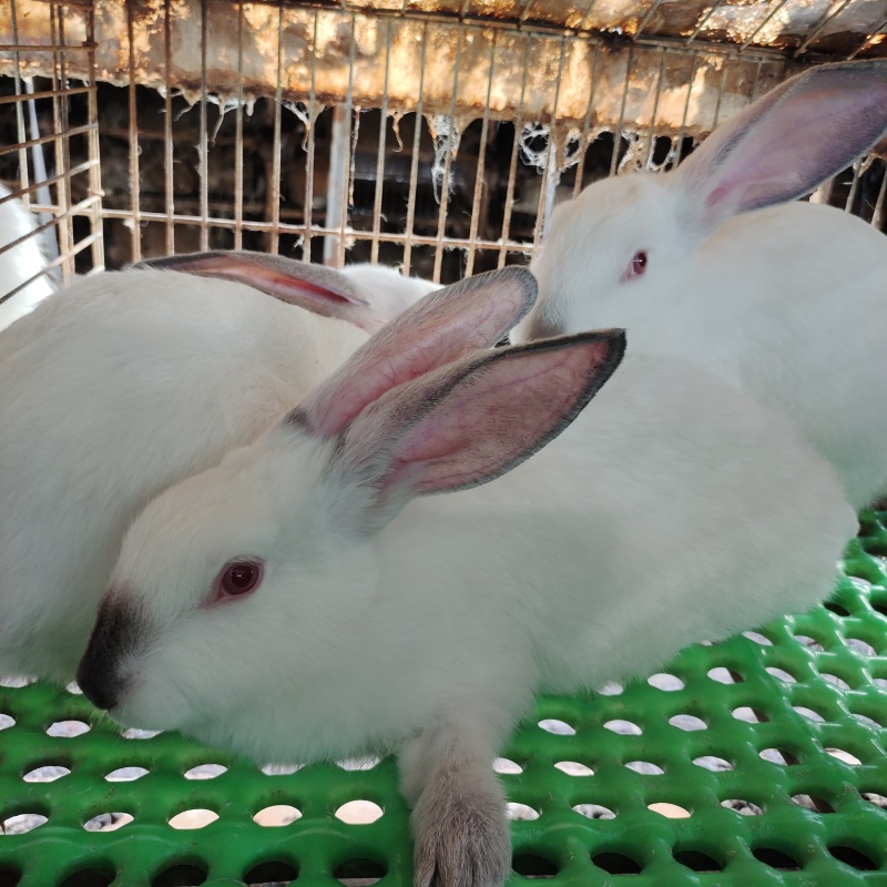 依拉肉兔