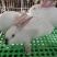 依拉肉兔