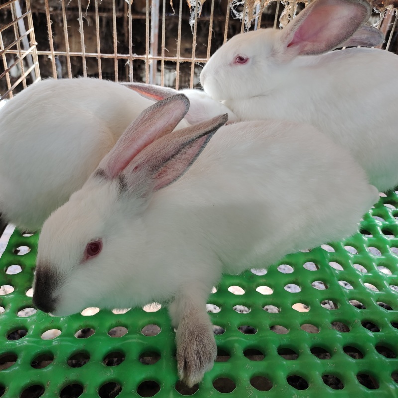 依拉肉兔