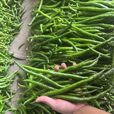 精品黑线椒