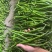 精品黑线椒