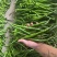 精品黑线椒