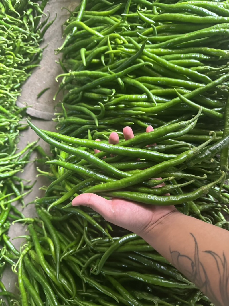 精品黑线椒