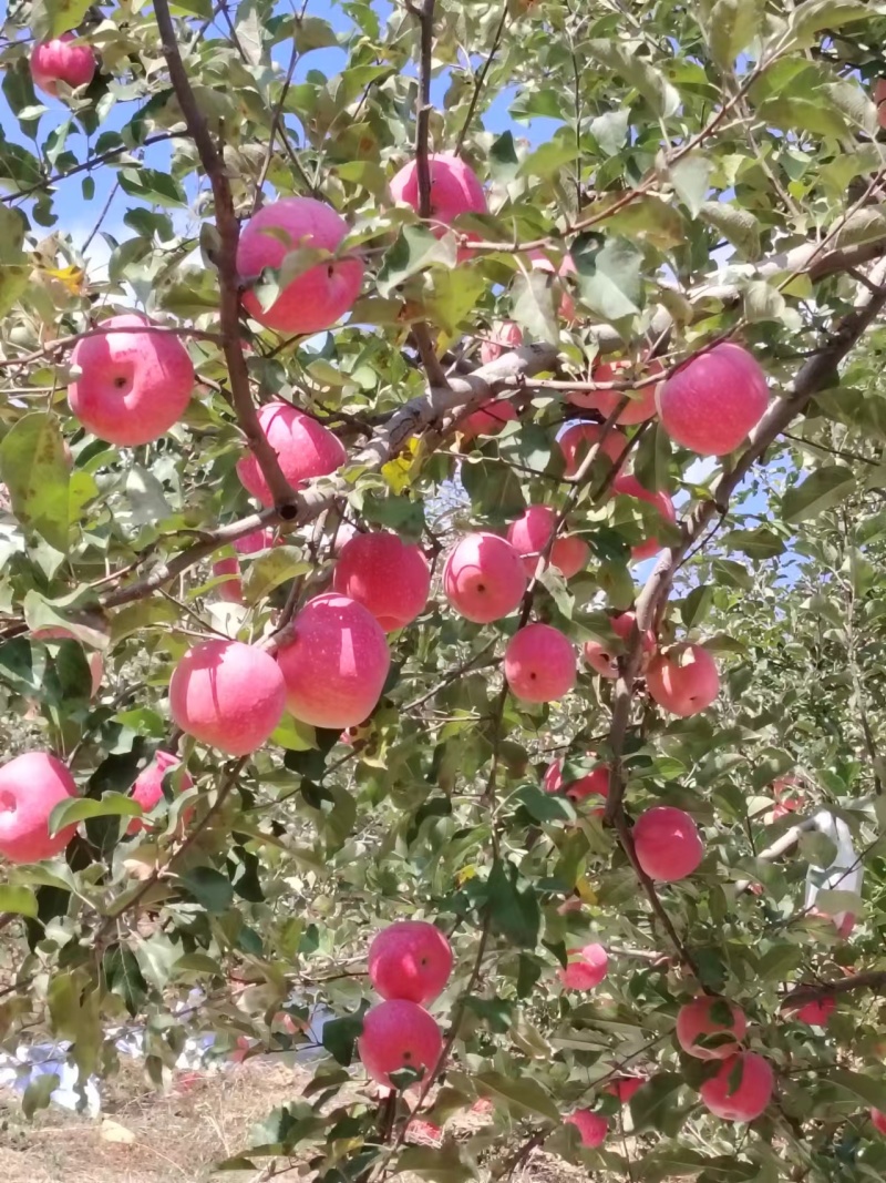 延安水晶红富士苹果，保质保量，有需要的老板欢迎合作