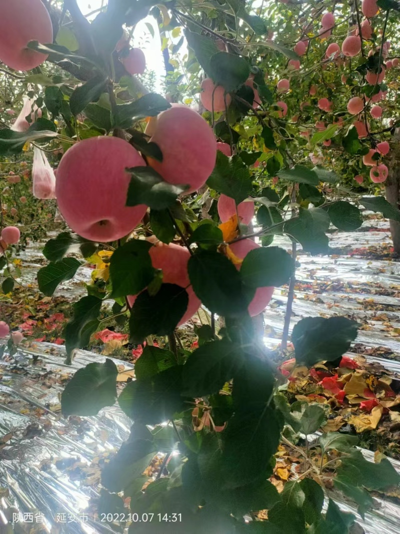 陕西省延长县精品水晶红富士苹果，口感脆甜，色泽鲜艳，耐储
