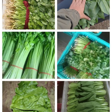 蚌埠市怀远叶菜