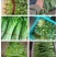 蚌埠市怀远叶菜
