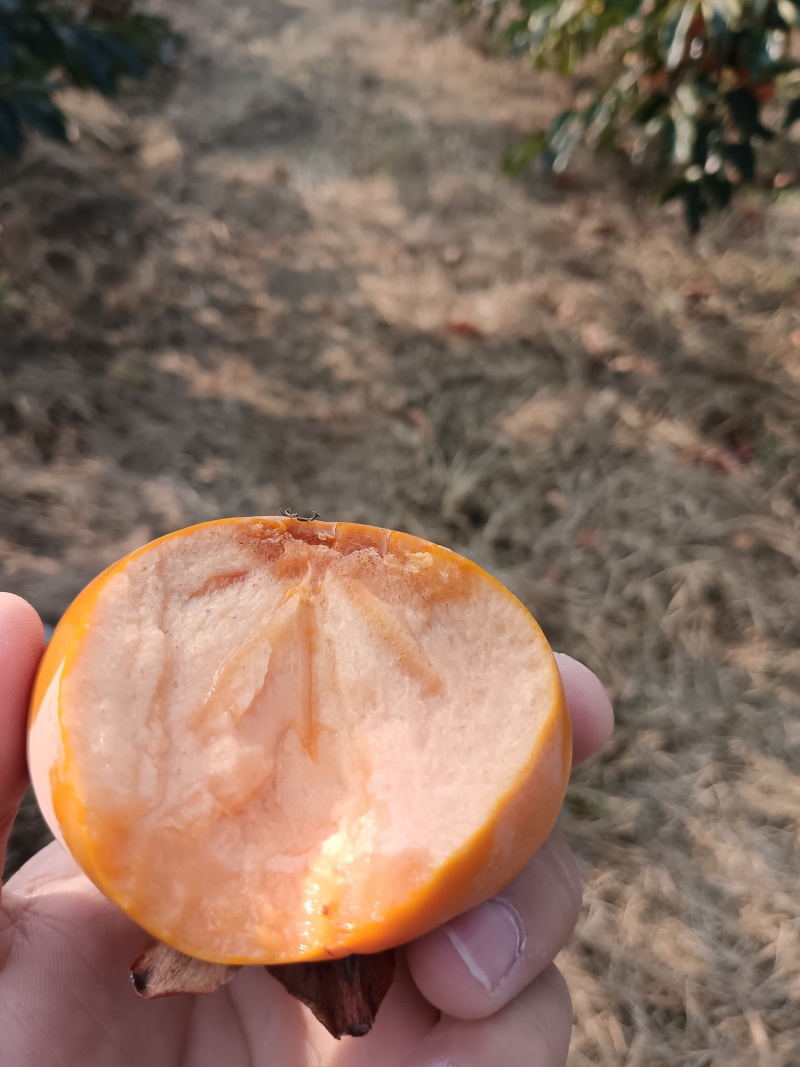 阳丰脆柿子