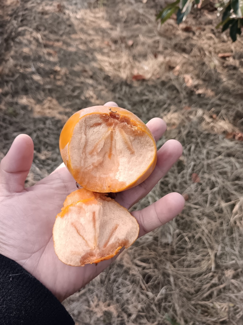 阳丰脆柿子