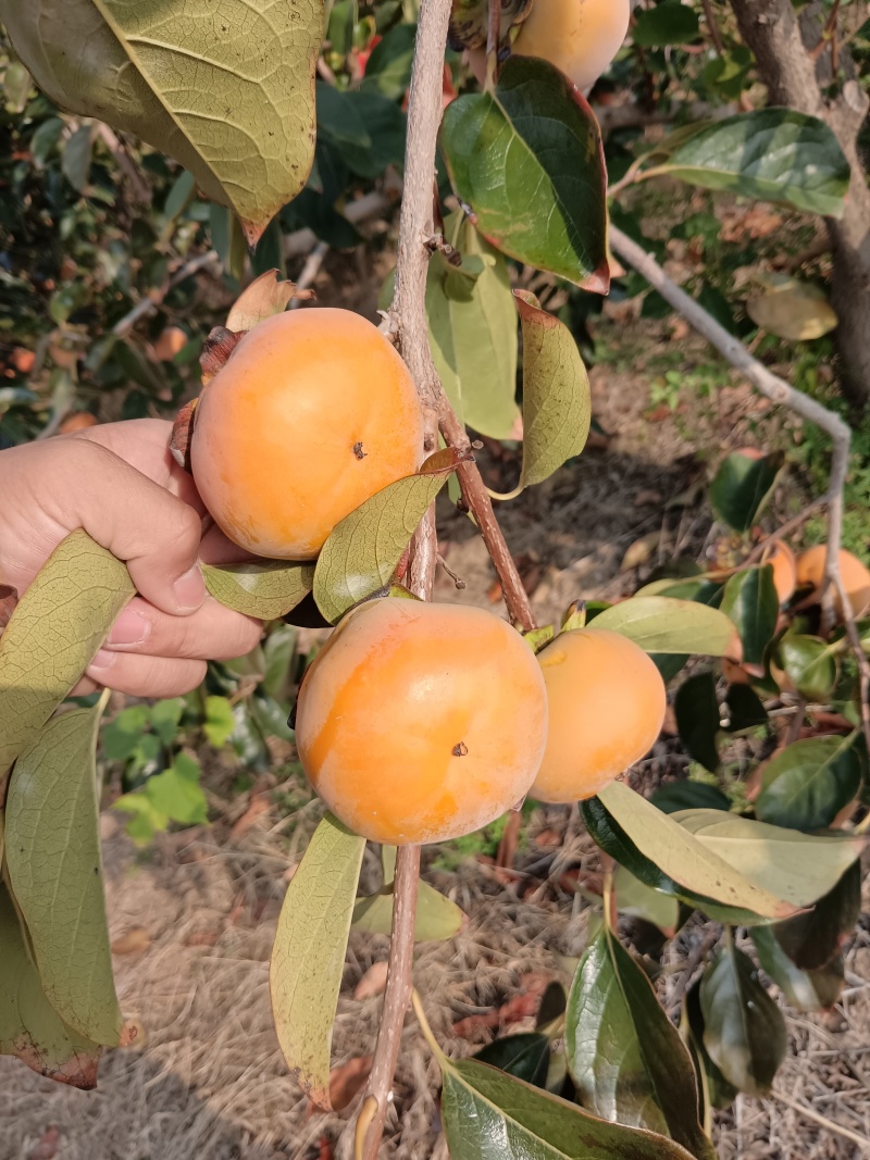阳丰脆柿子