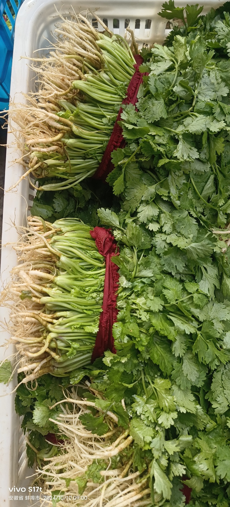 蚌埠市怀远叶菜